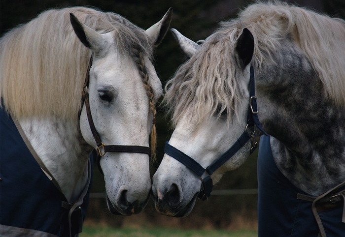 Horses_Gray_Percherons_1003