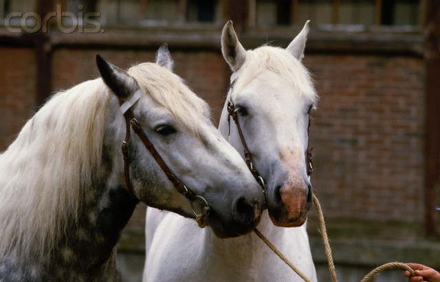 KH002951 - CAI percheron