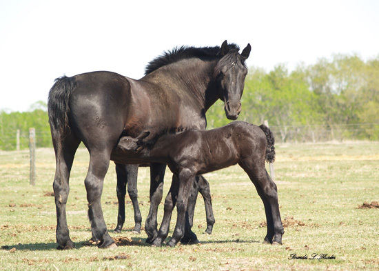 mareandfoal - CAI percheron