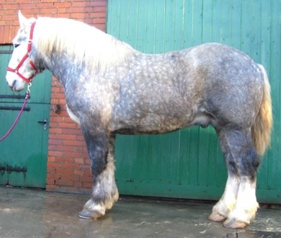 mtm_other-breed_1295468827 - CAI percheron