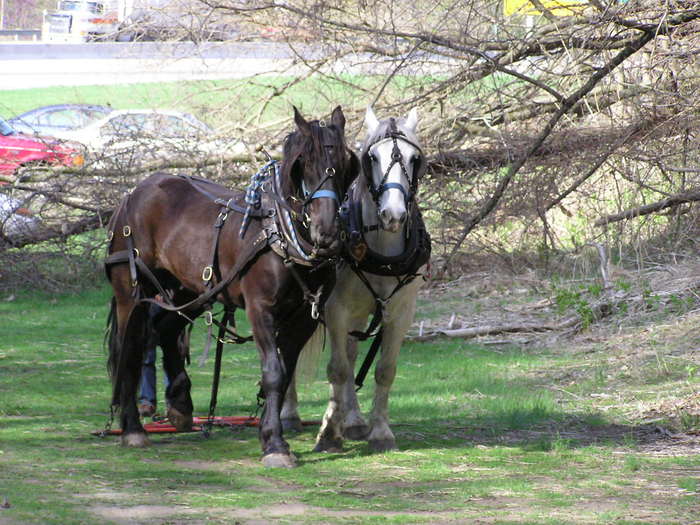 P4260201 - CAI percheron