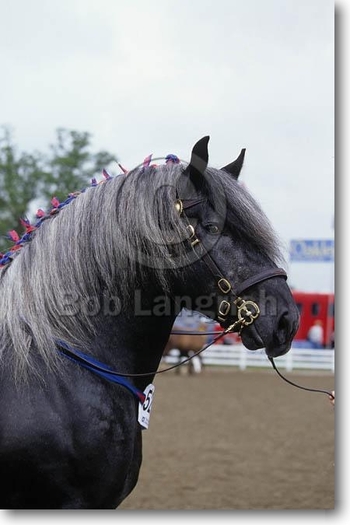 pic27PercheronStallion - CAI percheron