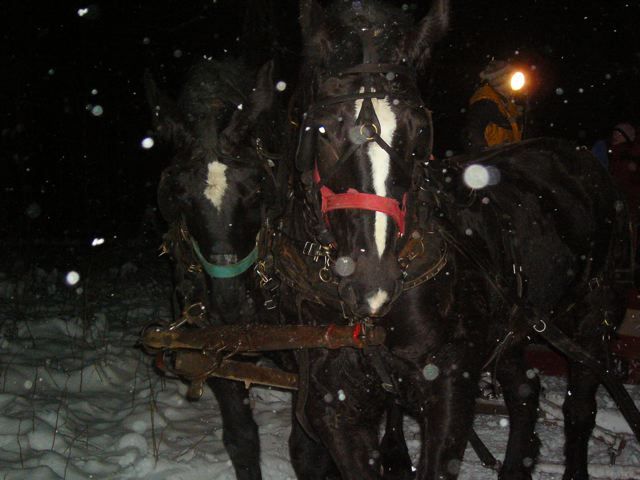 sleighride1 - CAI percheron