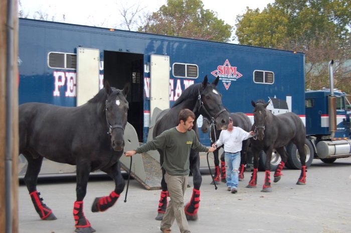 WPC 2010_2973 - CAI percheron