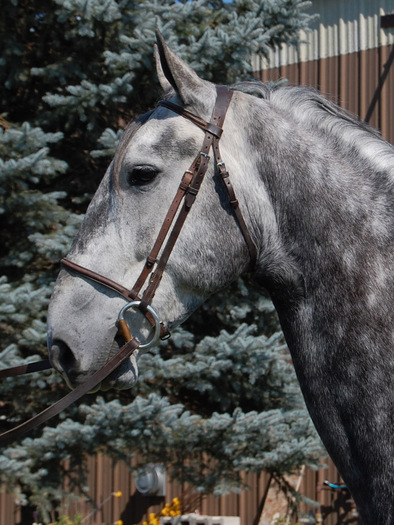 Travis head_0012 - CAI percheron