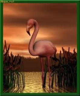 B - flamingo roz