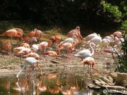 h - flamingo roz