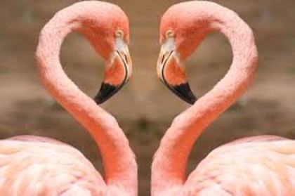 images - flamingo roz