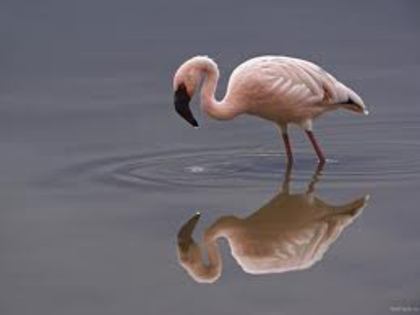 n - flamingo roz