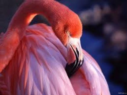 t - flamingo roz