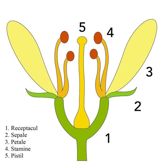 schema generala a unei cupe florale - Procedeu de altoire al trandafirilor