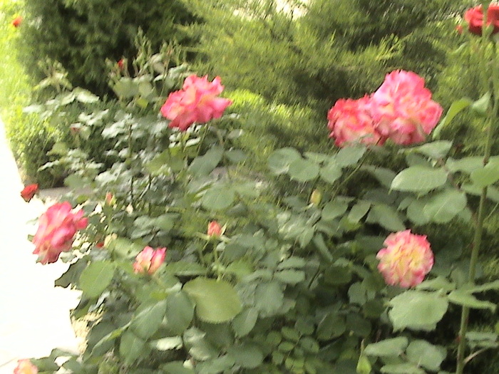 DSC00890 - Florile Alinei