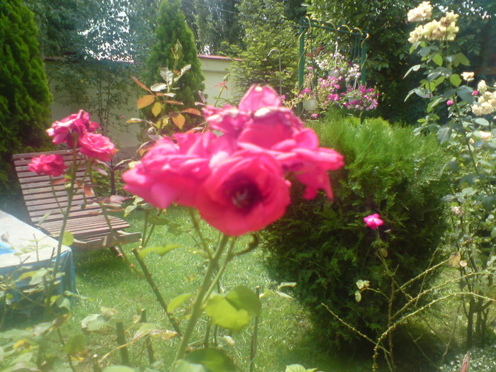 DSC06094 - Florile Alinei