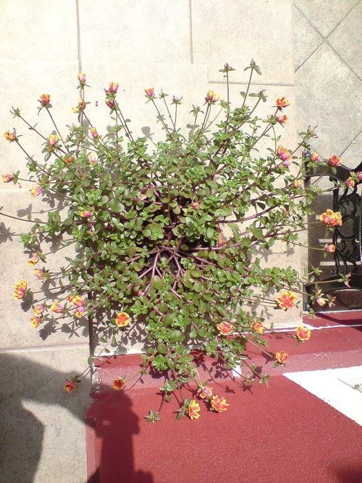 DSC06119 - Florile Alinei