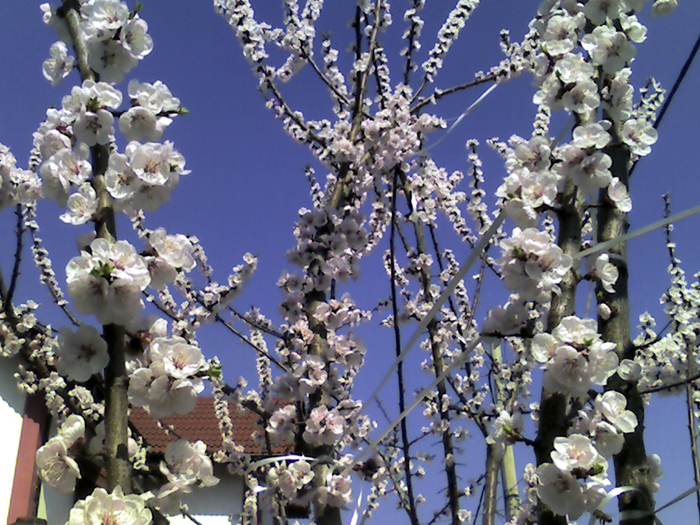Imagine 0079 - Florile Alinei