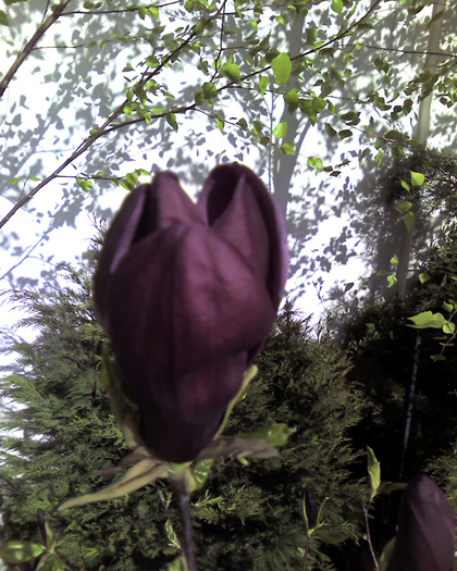 Imagine 0094 - Florile Alinei