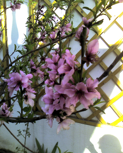 Imagine 0095 - Florile Alinei