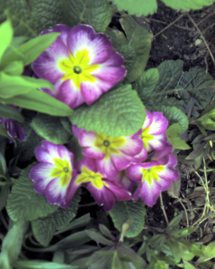 Imagine 0096 - Florile Alinei
