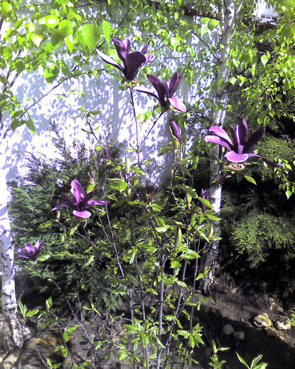 Imagine 0108 - Florile Alinei