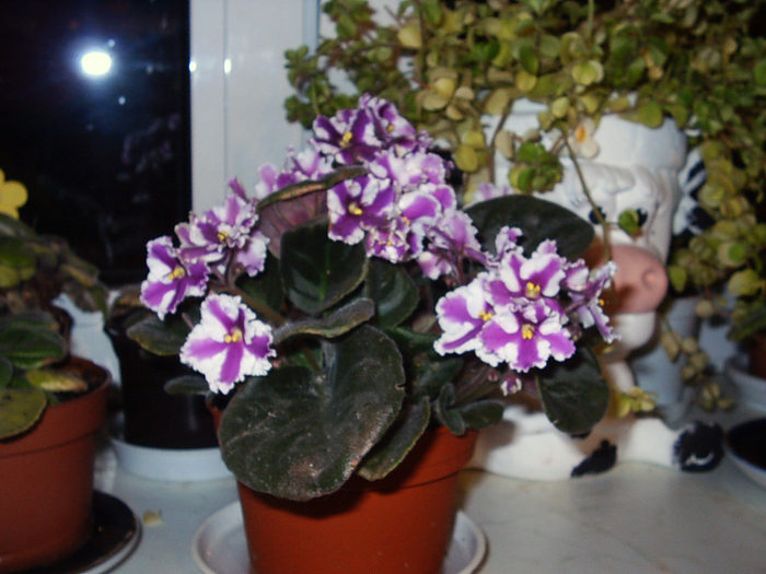 S2010001 - Florile Alinei