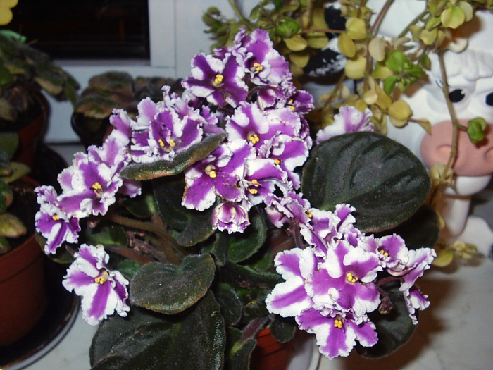 S2010002 - Florile Alinei