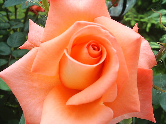 S2010004 - Florile Alinei