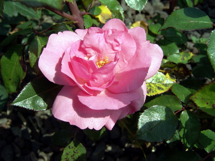 bordure_rose - Florile Alinei 2