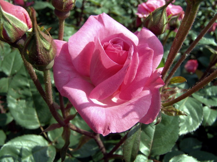 slot_van_laarne - Florile Alinei 2