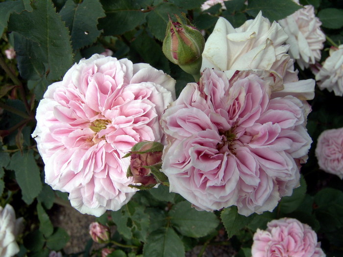 souvenir_de_mme_auguste_charles - Florile Alinei 2