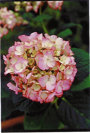 Stella - Florile Alinei 2