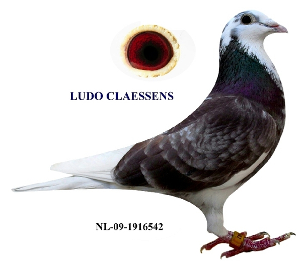 NL-09-1916542 LUDO CLAESSENS - MASCULI