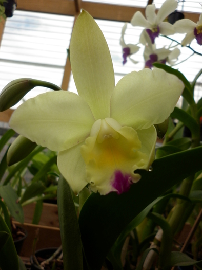 08.02.11 - Cattleya