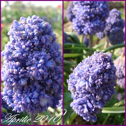 Muscari 3 ron/bulb - Flori de vinzare