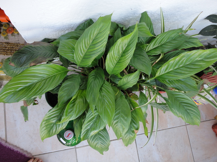 crinul pacii(spatifilum)