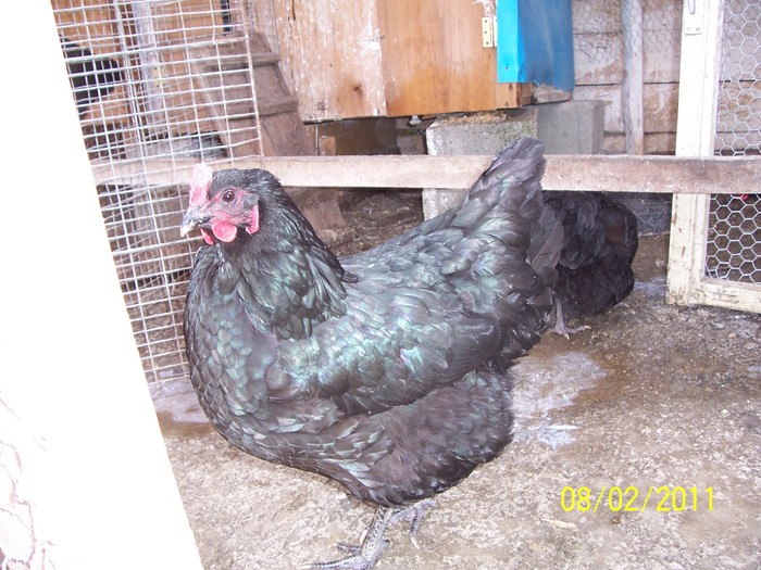 100_2186 - Australorp