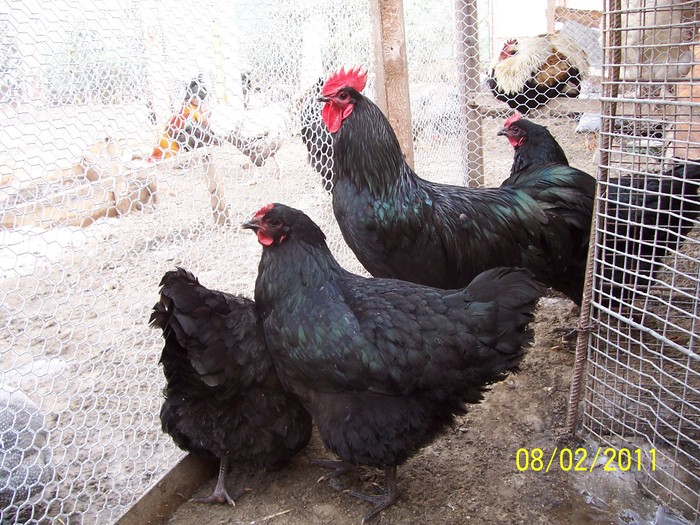 100_2194 - Australorp