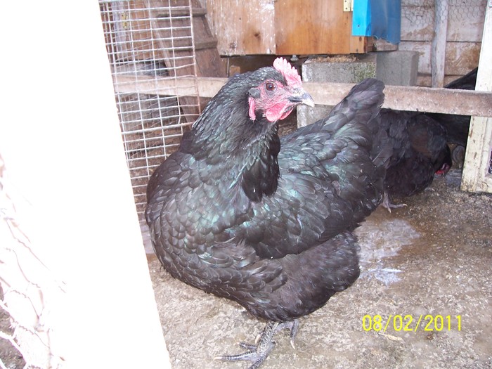 100_2187 - Australorp