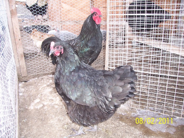 100_2188 - Australorp