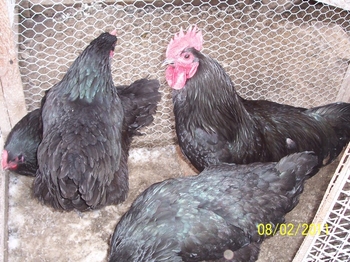 100_2192 - Australorp