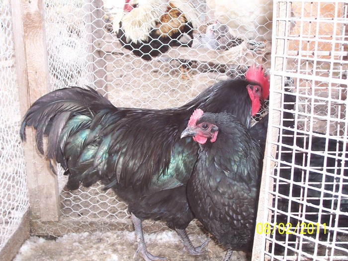 100_2196 - Australorp