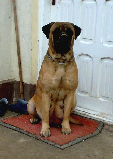 femela bullmastiff