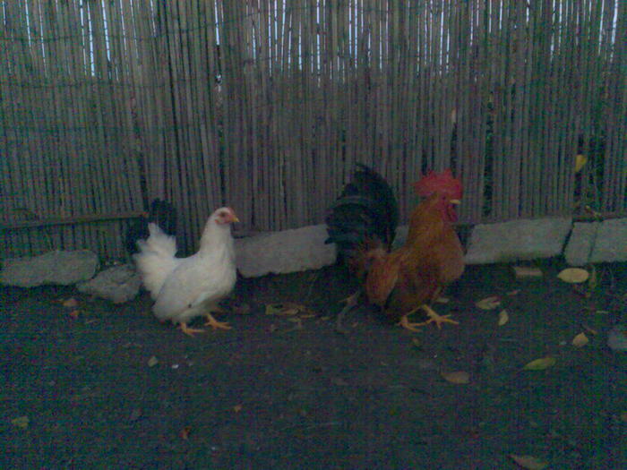 23996678_QFGNOXCJB - x ARHIVA 1