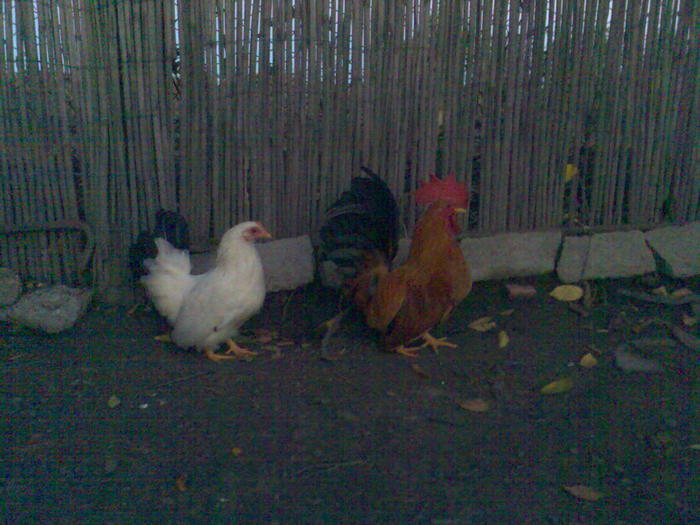 23996681_TLOUAXIEB - x ARHIVA 1