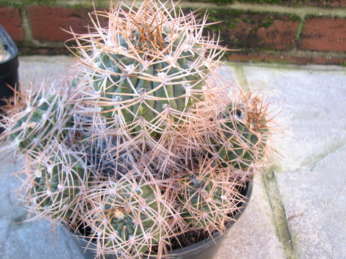 IMG_0093 - Gymnocalycium - unknown