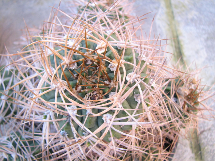 IMG_0094 - Gymnocalycium - unknown