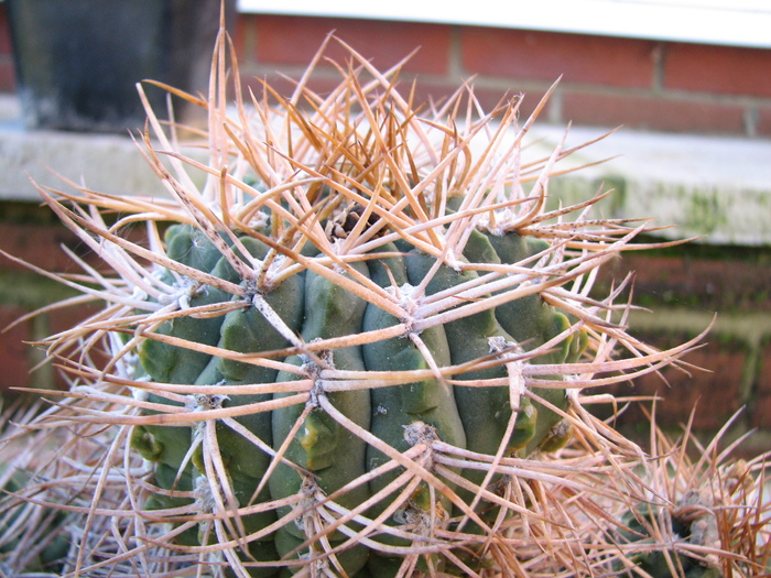 IMG_0096 - Gymnocalycium - unknown