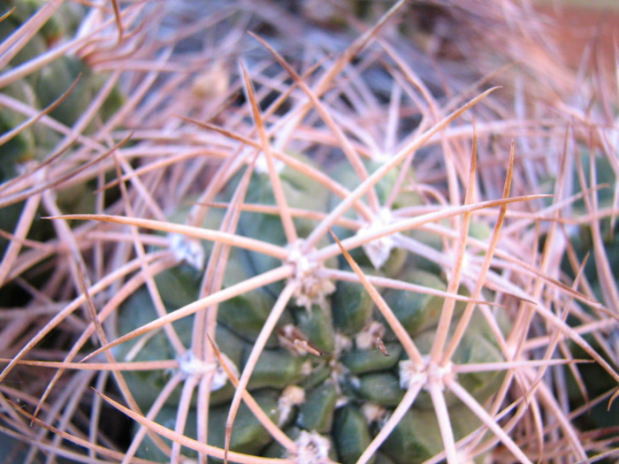 IMG_0108 - Gymnocalycium - unknown