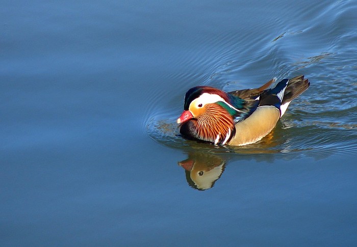 Aix galericulata (rata mandarin) (mascul) - Animalutele mele