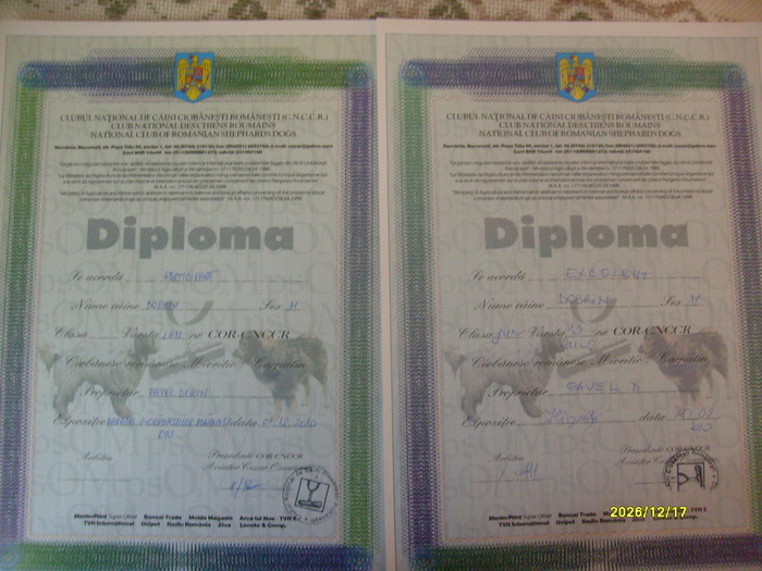 S7300119 - DIPLOME SI CUPE