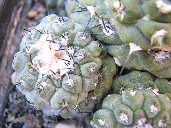 IMG_0057 - Copiapoa hypogaea